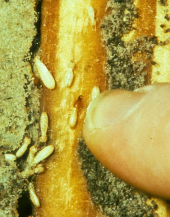 Reliable Exterminators Inc Picture 6