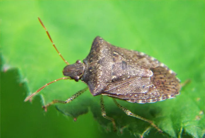 Reliable Exterminators Inc Picture 10