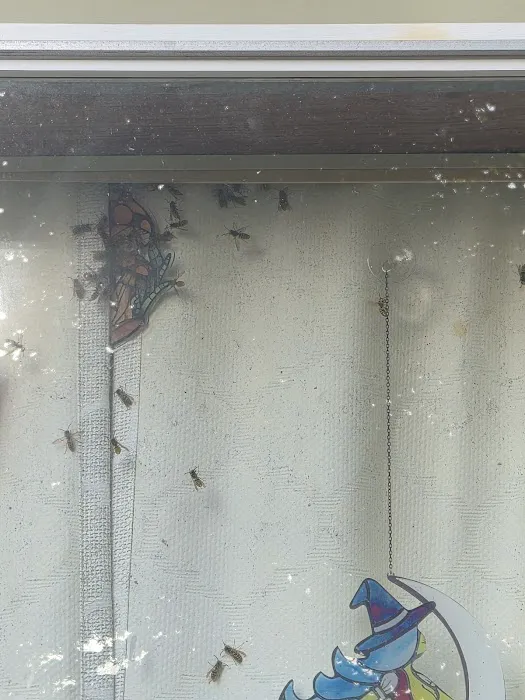 Greenix Pest Control Picture 7