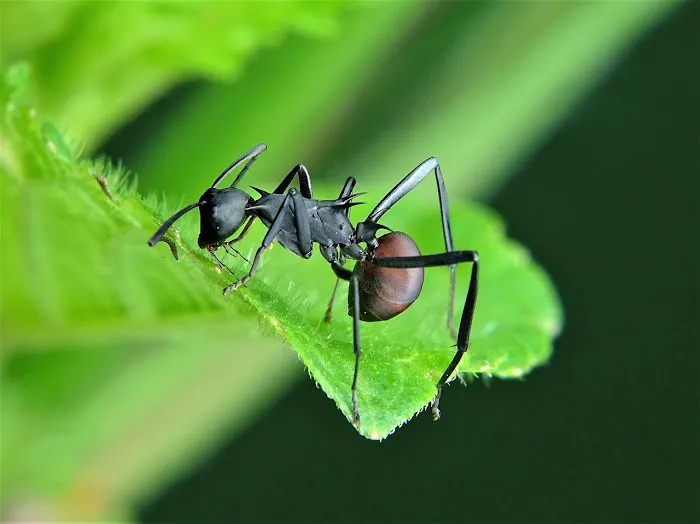 Greenix Pest Control Picture 6