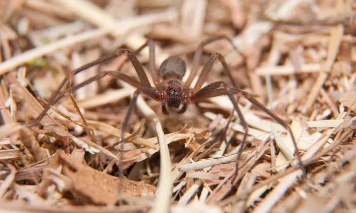 Greenix Pest Control Picture 1