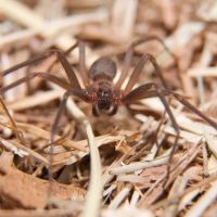 Greenix Pest Control ico