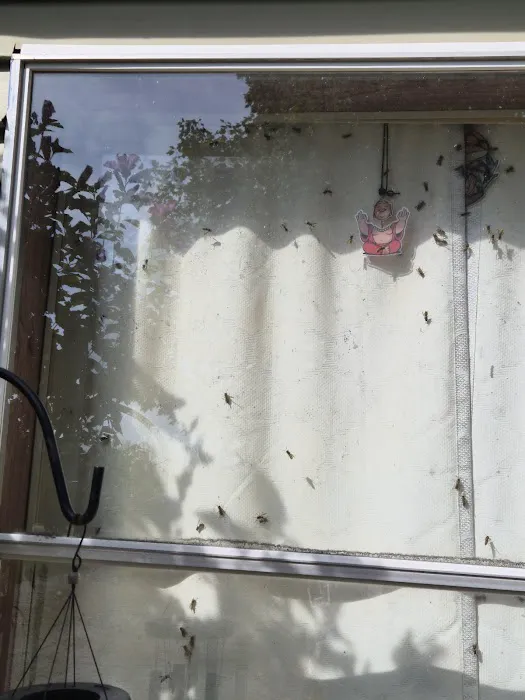 Greenix Pest Control Picture 4