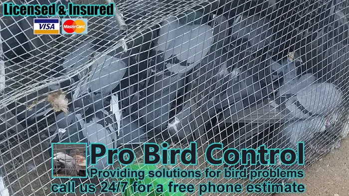 Pro Bird Control Indianapolis Picture 6