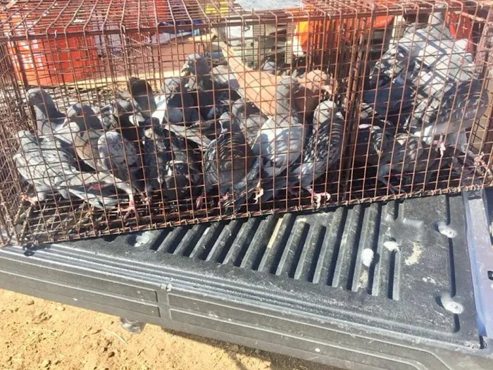 Pro Bird Control Indianapolis Picture 10