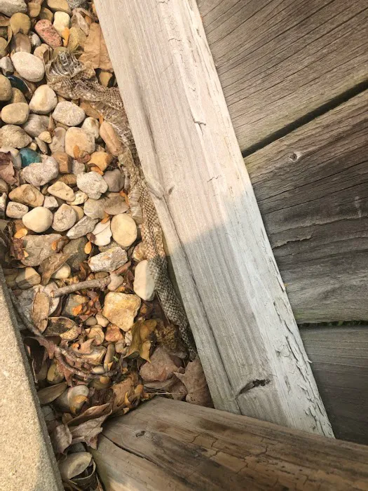 Pro Bird Control Indianapolis Picture 4