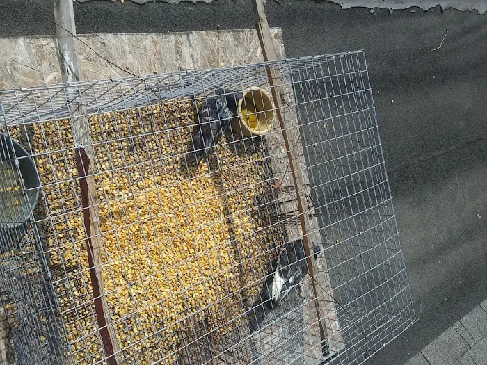 Pro Bird Control Indianapolis Picture 7