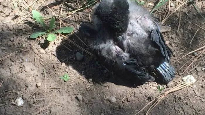 Pro Bird Control Indianapolis Picture 1