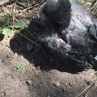 Pro Bird Control Indianapolis ico