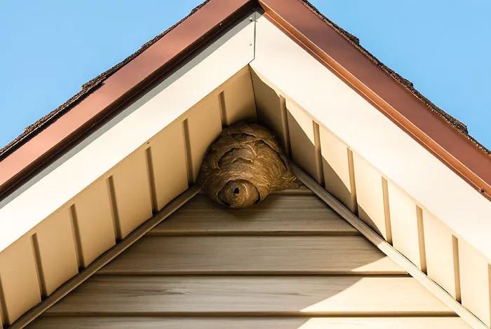 OPC Pest Services Picture 5