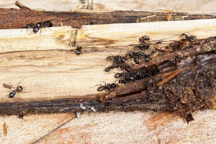 OPC Pest Services Picture 10