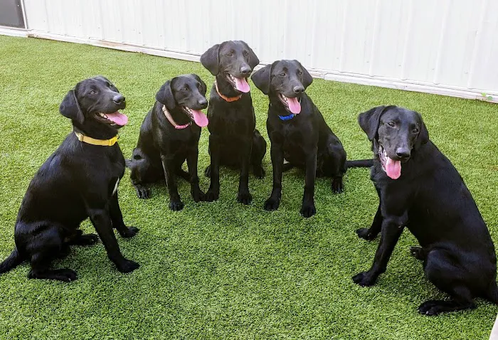Black Diamond Pest Control Picture 10
