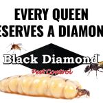 Black Diamond Pest Control