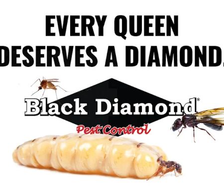 Black Diamond Pest Control