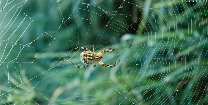 Franklin Pest Solutions Picture 4