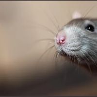 Franklin Pest Solutions ico