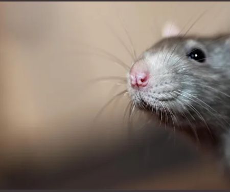 Franklin Pest Solutions