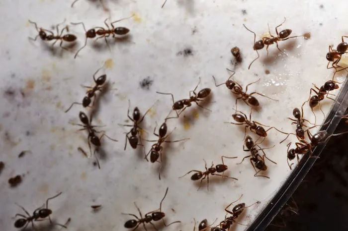 Franklin Pest Solutions Picture 5