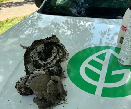 Greenix Pest Control