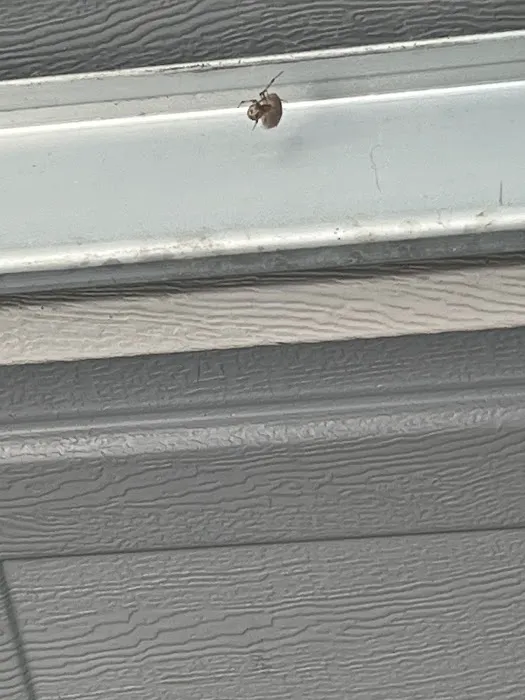 Greenix Pest Control Picture 4