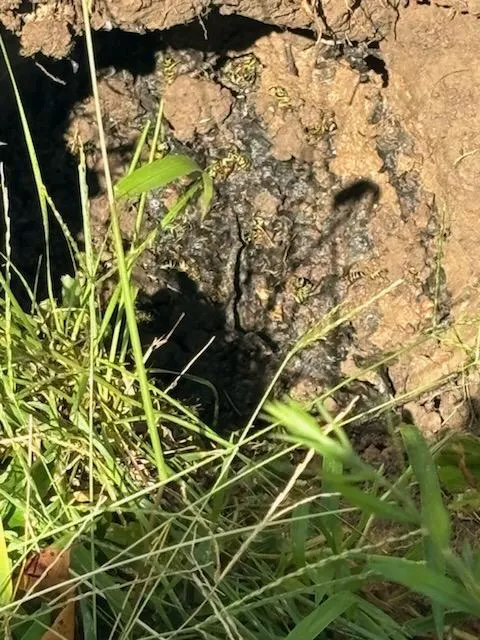 Greenix Pest Control Picture 5