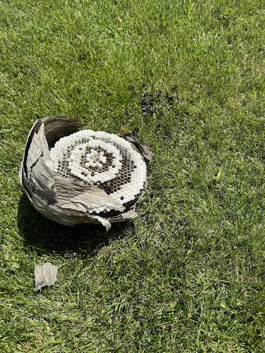 Greenix Pest Control Picture 10