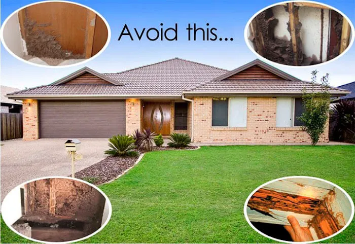 Green Frog Pest Services Picture 4