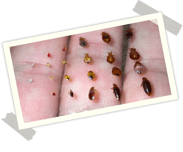 Green Frog Pest Services Picture 8