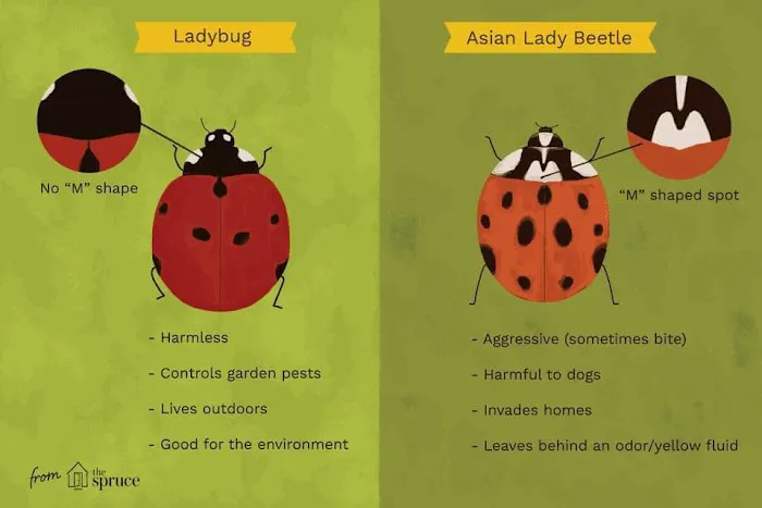 Green Frog Pest Services Picture 6