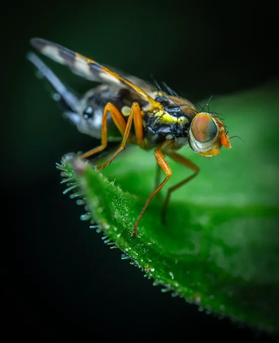 Green Frog Pest Services Picture 10