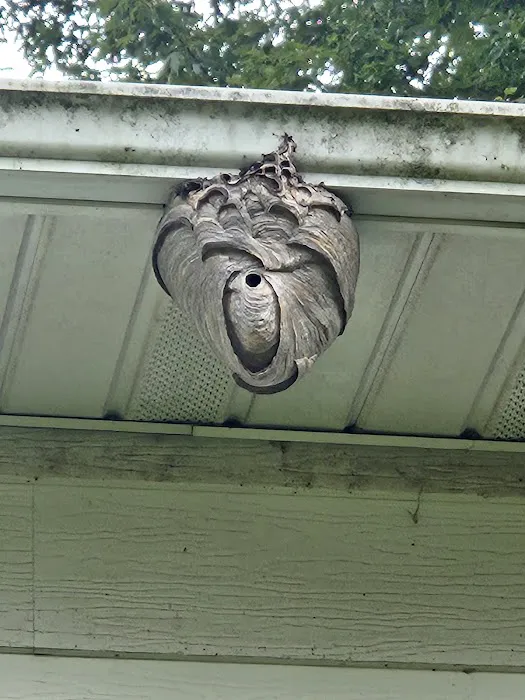 Orkin Picture 7