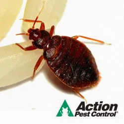 Action Pest Control Picture 8