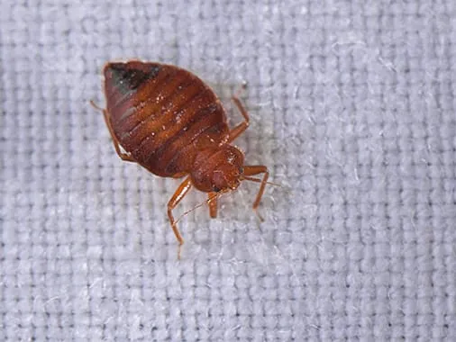 Action Pest Control Picture 2