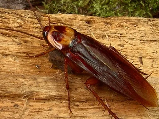 Action Pest Control Picture 1
