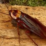 Action Pest Control