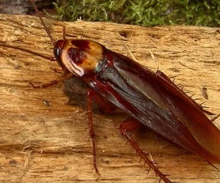 Action Pest Control