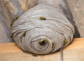 Action Pest Control Picture 3