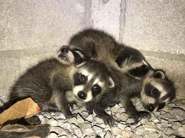 Complete Animal Removal Picture 10