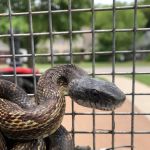 Complete Animal Removal