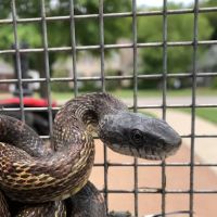 Complete Animal Removal ico