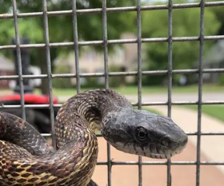 Complete Animal Removal
