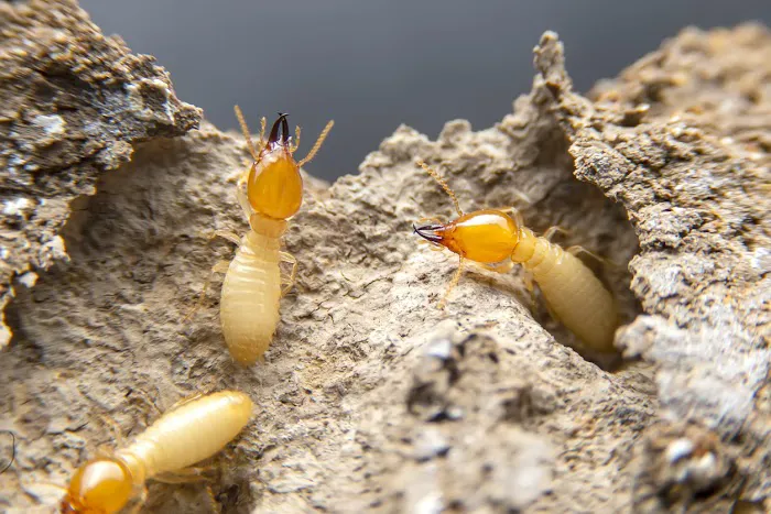 OPC Pest Services Picture 2
