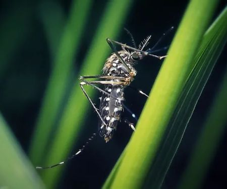 OPC Pest Services