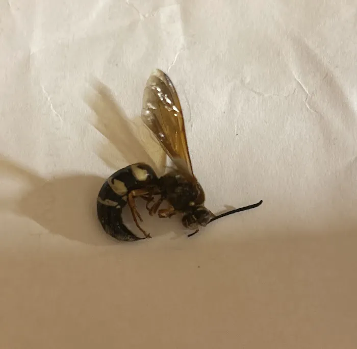 Urbanex Pest Control Picture 9