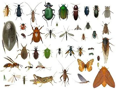 Smith Pest Control Picture 2
