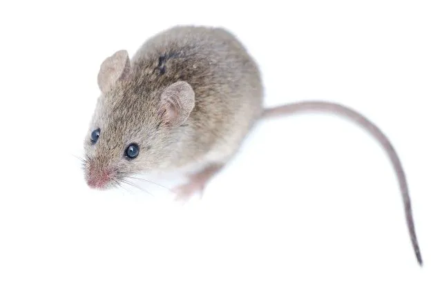 Affordable Bio Control Picture 5