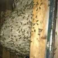 Affordable Bio Control ico