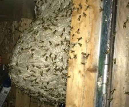 Affordable Bio Control