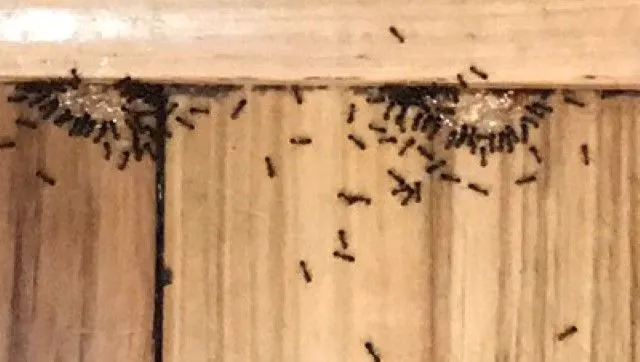 Affordable Bio Control Picture 7