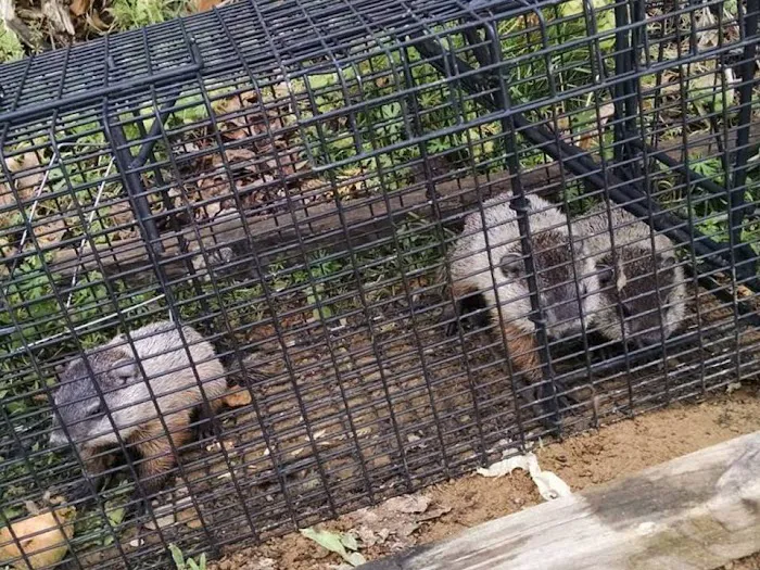 South Bend Animal Exterminator Picture 4